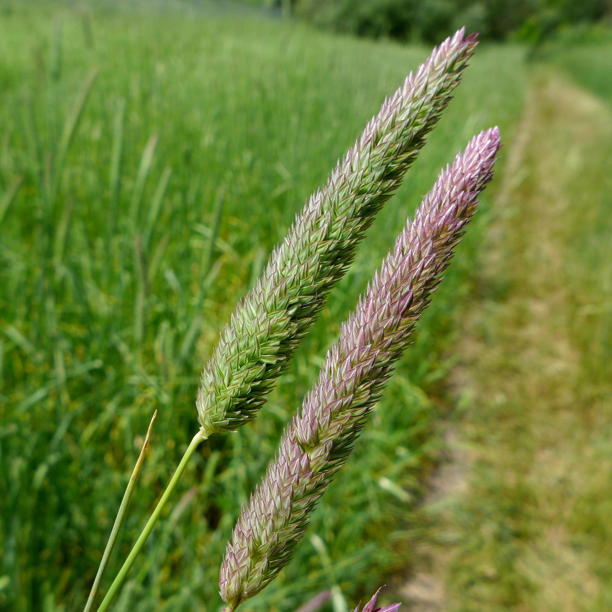 Phalaris aquatica by John Hibbard